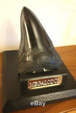 Genuine 11.5cm Megalodon Fossil Shark Tooth and stand 100% natural