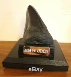 Genuine 11.5cm Megalodon Fossil Shark Tooth and stand 100% natural