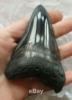 Genuine 11.5cm Megalodon Fossil Shark Tooth and stand 100% natural