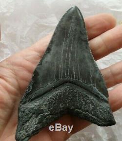 Genuine 11.5cm Megalodon Fossil Shark Tooth and stand 100% natural