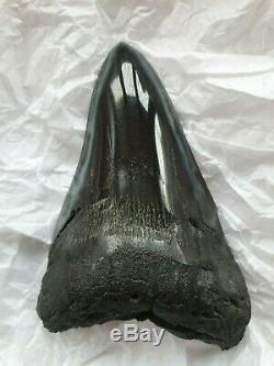 Genuine 11.5cm Megalodon Fossil Shark Tooth and stand 100% natural