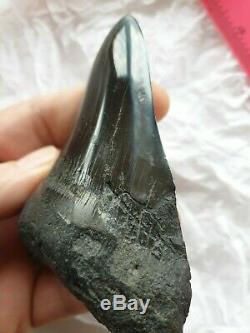Genuine 11.5cm Megalodon Fossil Shark Tooth and stand 100% natural