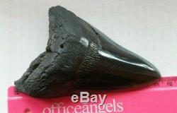 Genuine 11.5cm Megalodon Fossil Shark Tooth and stand 100% natural