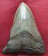 Genuine 12cm Megalodon Fossil Shark Tooth 100% Natural