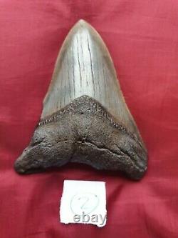 Genuine 12cm Megalodon Fossil Shark Tooth 100% natural