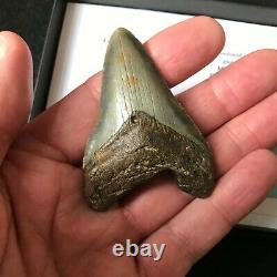 Genuine Megalodon Shark Tooth 11 Million Years Old