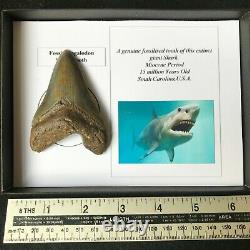 Genuine Megalodon Shark Tooth 11 Million Years Old