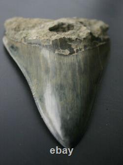 Genuine budget large Megalodon shark tooth 4.77 x 3.35 sharp serrations