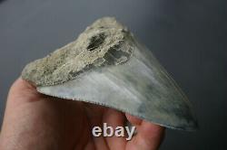 Genuine budget large Megalodon shark tooth 4.77 x 3.35 sharp serrations