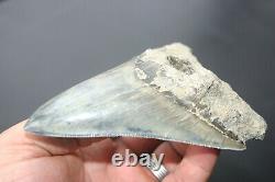 Genuine budget large Megalodon shark tooth 4.77 x 3.35 sharp serrations