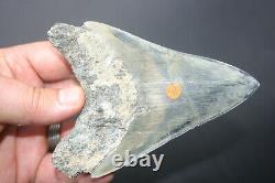 Genuine budget large Megalodon shark tooth 4.77 x 3.35 sharp serrations