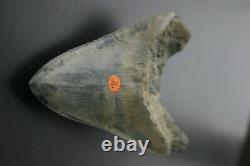 Genuine budget large Megalodon shark tooth 4.77 x 3.35 sharp serrations