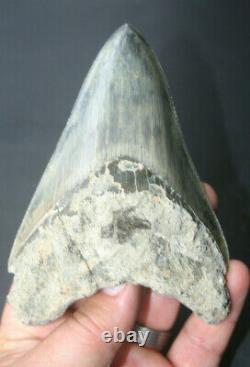 Genuine budget large Megalodon shark tooth 4.77 x 3.35 sharp serrations