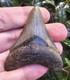 Georgia Megalodon Shark Tooth Fossil