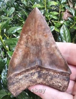 Georgia Megalodon Shark Tooth Fossil