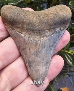 Georgia Megalodon Shark Tooth Fossil