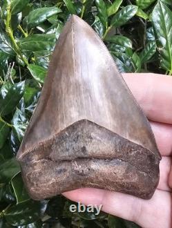 Georgia Megalodon Shark Tooth Fossil