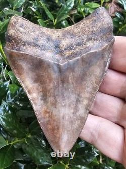 Georgia Megalodon Shark Tooth Fossil