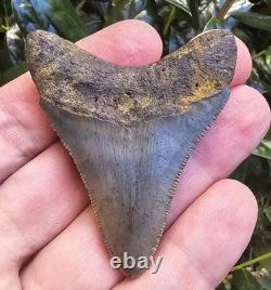 Georgia Megalodon Shark Tooth Fossil