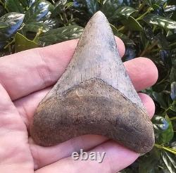 Georgia Megalodon Shark Tooth Fossil