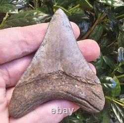 Georgia Megalodon Shark Tooth Fossil