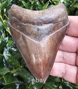 Georgia Megalodon Shark Tooth Fossil