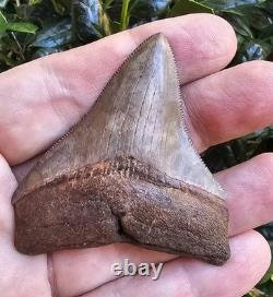 Georgia Megalodon Shark Tooth Fossil 2.79