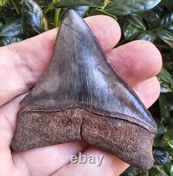 Georgia Megalodon Shark Tooth Fossil 2.79