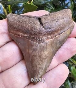 Georgia Megalodon Shark Tooth Fossil 2.79
