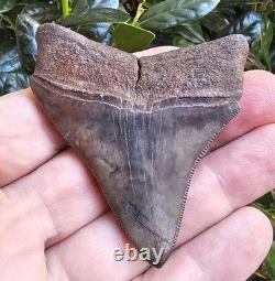 Georgia Megalodon Shark Tooth Fossil 2.79