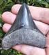 Georgia Megalodon Shark Tooth Fossil 3.23
