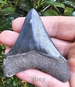 Georgia Megalodon Shark Tooth Fossil 3.23