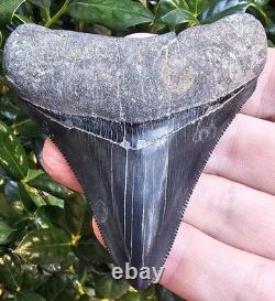 Georgia Megalodon Shark Tooth Fossil 3.23