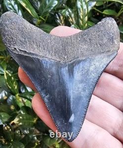 Georgia Megalodon Shark Tooth Fossil 3.23
