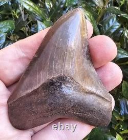 Georgia Megalodon Shark Tooth Fossil 3.51
