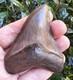Georgia Megalodon Shark Tooth Fossil 3.51