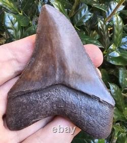 Georgia Megalodon Shark Tooth Fossil 3.51