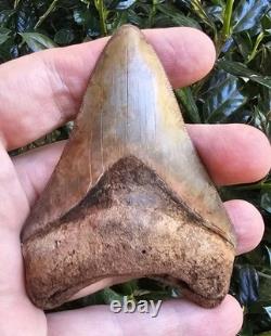 Georgia Megalodon Shark Tooth Fossil 3.62