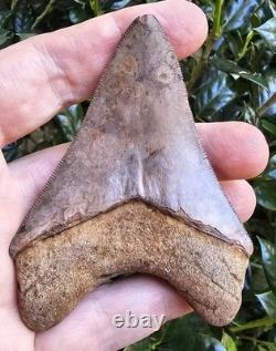 Georgia Megalodon Shark Tooth Fossil 3.62
