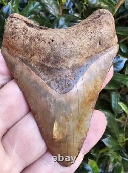 Georgia Megalodon Shark Tooth Fossil 3.62