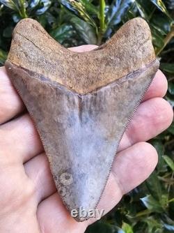Georgia Megalodon Shark Tooth Fossil 3.62