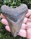 Georgia Megalodon Shark Tooth Fossil 3.95
