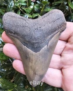 Georgia Megalodon Shark Tooth Fossil 3.95