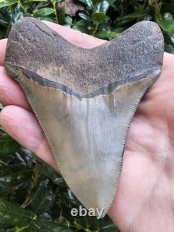 Georgia Megalodon Shark Tooth Fossil 3.95