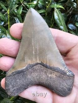 Georgia Megalodon Shark Tooth Fossil 3.95