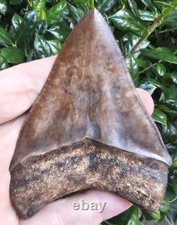 Georgia Megalodon Shark Tooth Fossil 4.03