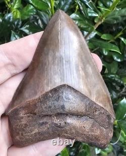 Georgia Megalodon Shark Tooth Fossil 4.03