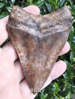 Georgia Megalodon Shark Tooth Fossil 4.03