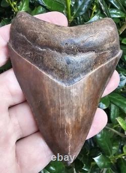 Georgia Megalodon Shark Tooth Fossil 4.03