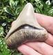 Georgia Megalodon Shark Tooth Fossil Not Chubutensis